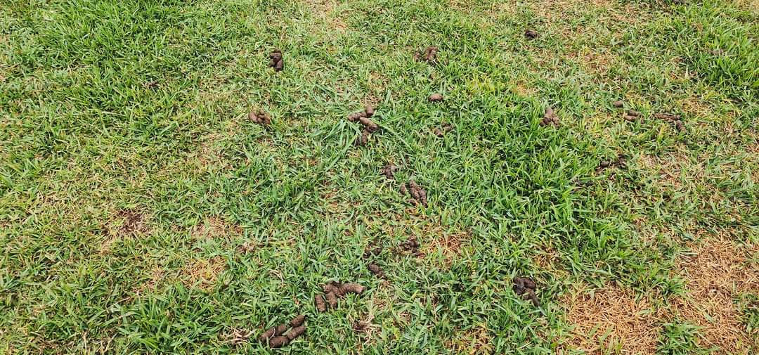 Residential yard before pet waste cleanup