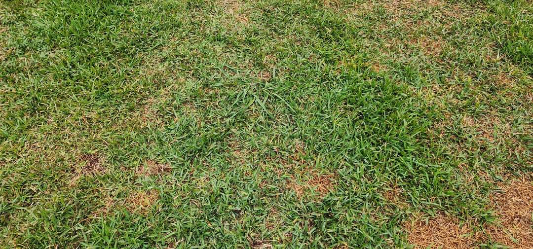 Clean lawn after dog waste removal service